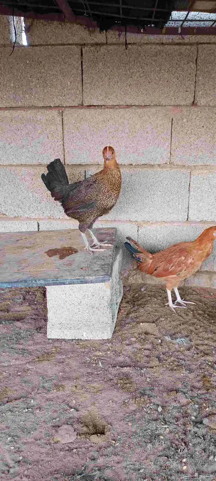 الدجاج البلدي بياض 3