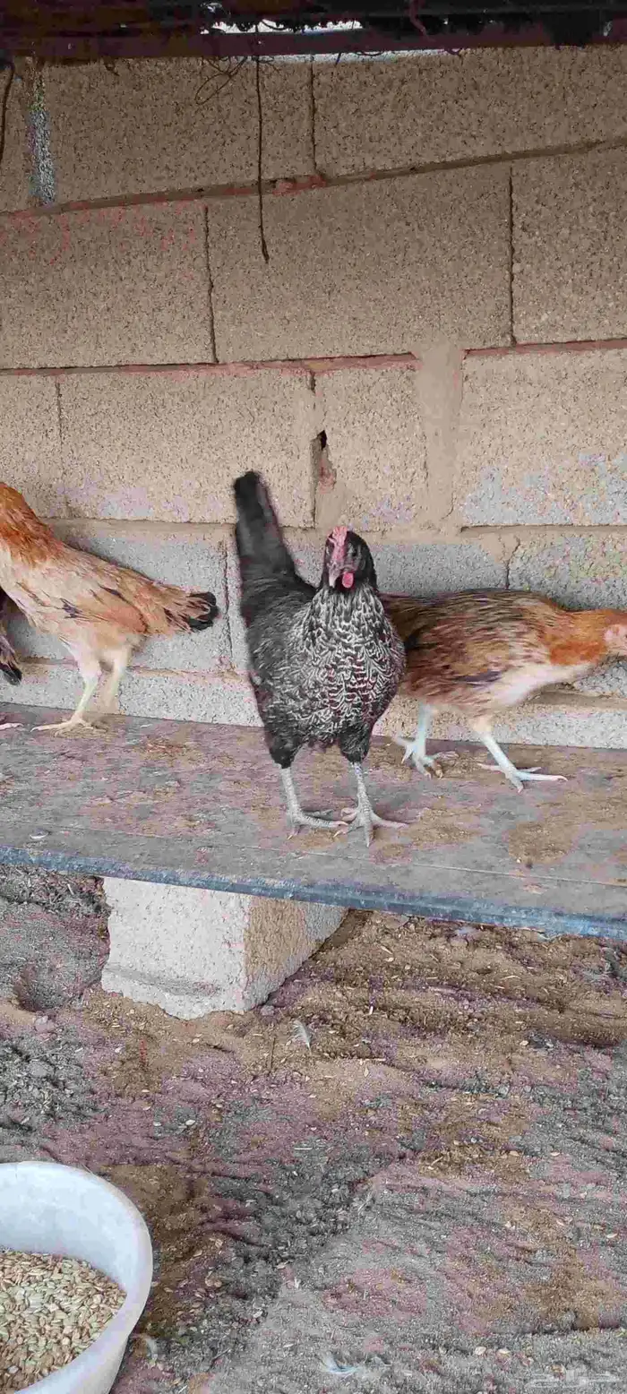 الدجاج البلدي بياض 6