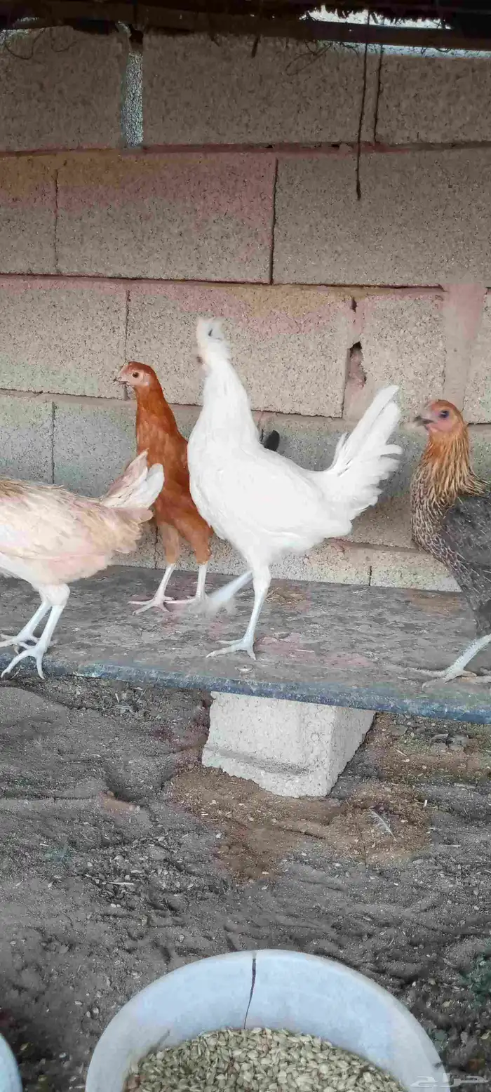 الدجاج البلدي بياض 5