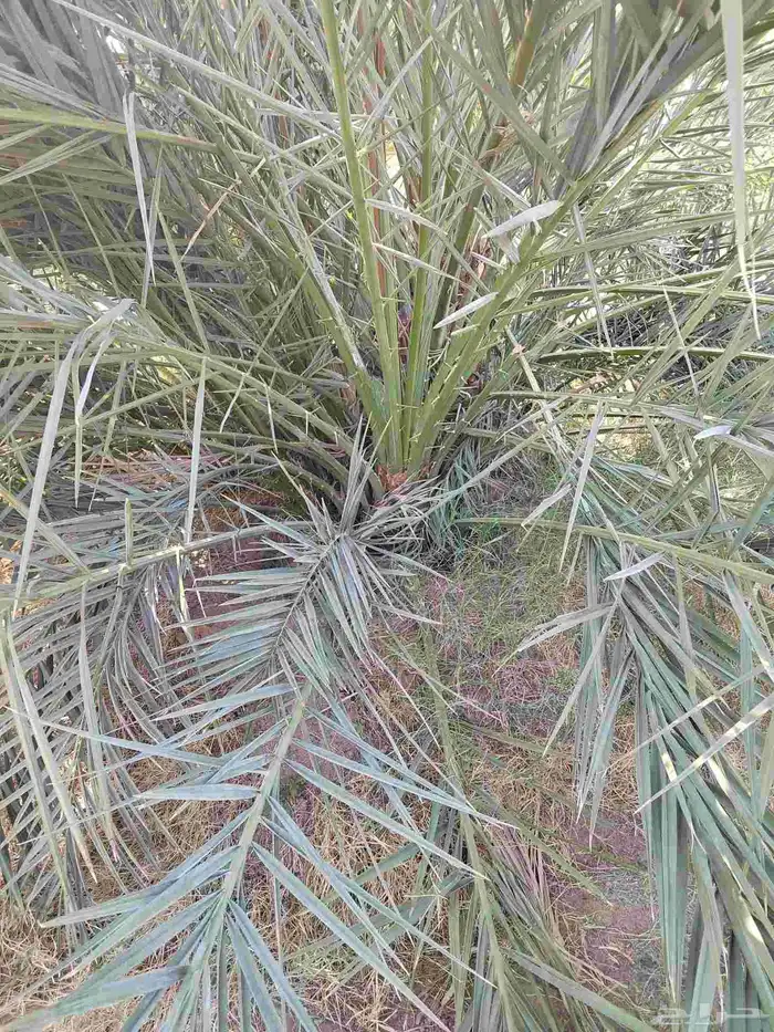 فسايل عجوا وصفاو للبيع 4