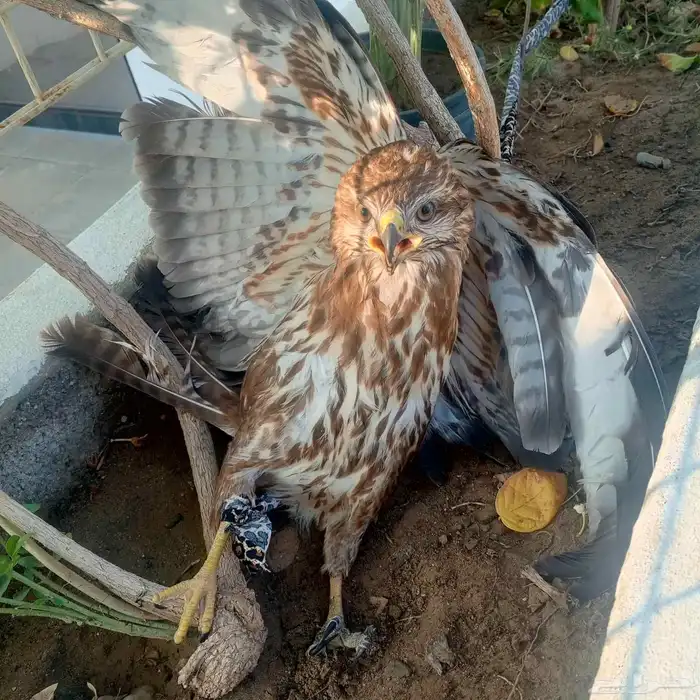 صقر باشق للبيع محافظة بارق 1