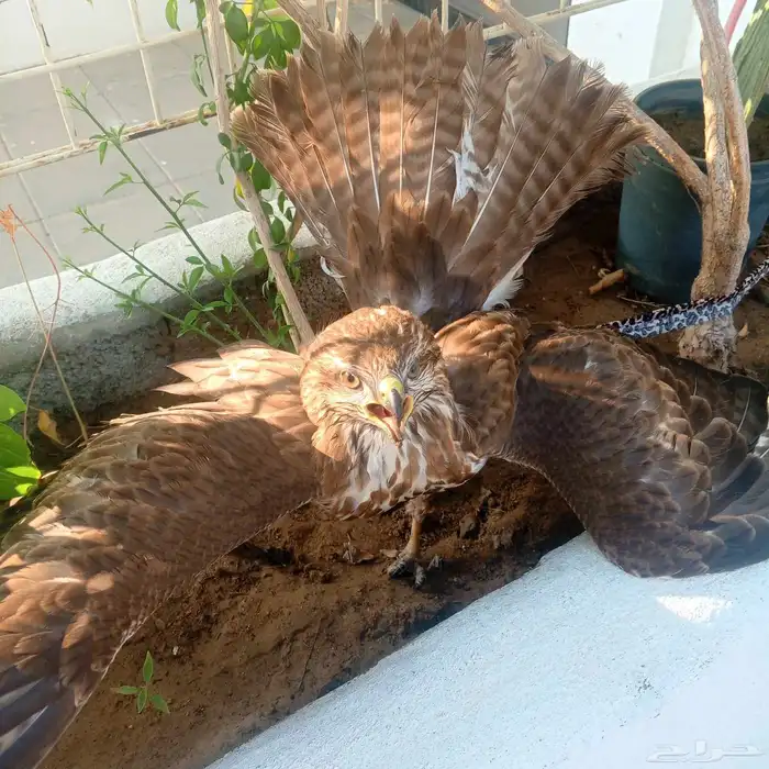 صقر باشق للبيع محافظة بارق 0