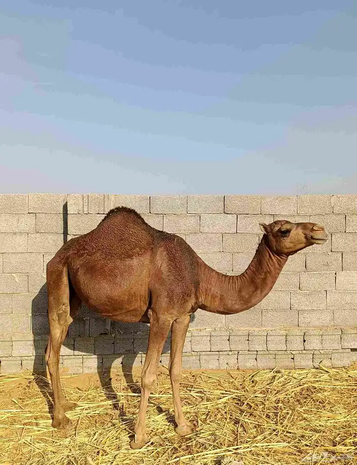 بكار سواحل دهم الموقع ناوان شرق المضيلف 0