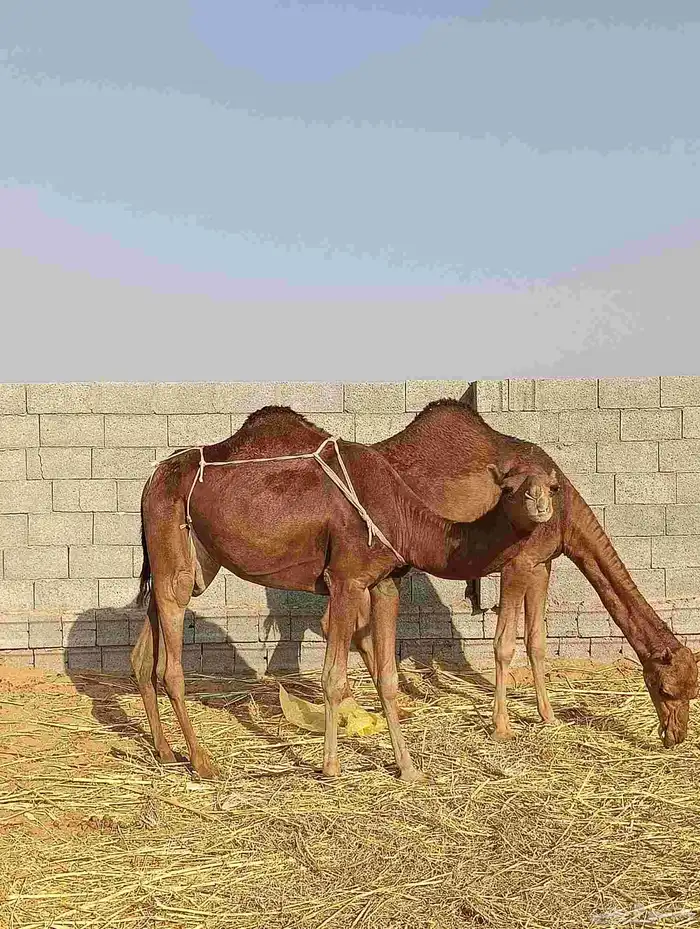 بكار سواحل دهم الموقع ناوان شرق المضيلف 1