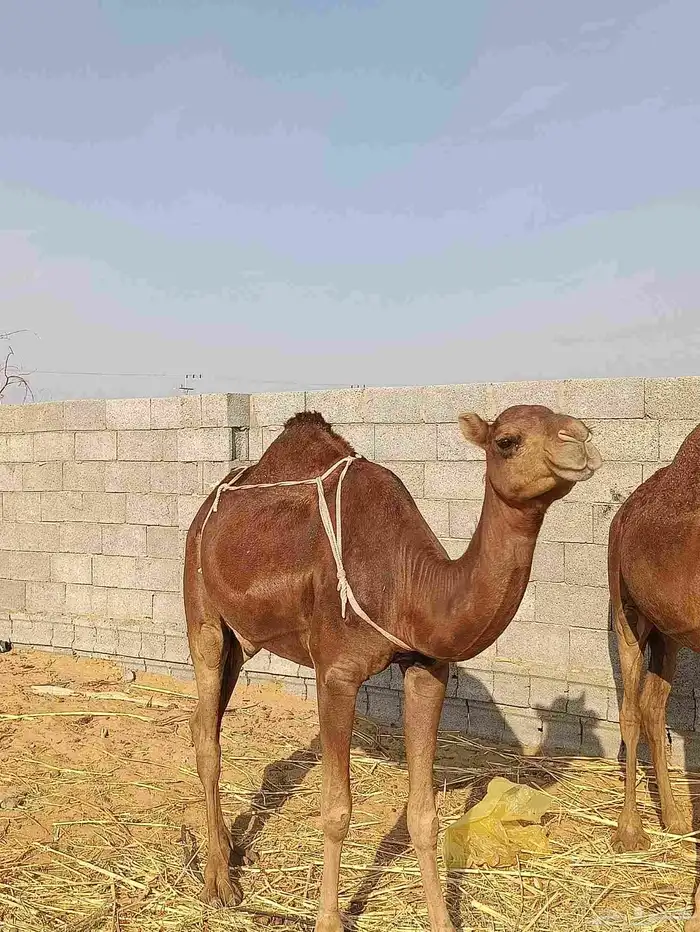 بكار سواحل دهم الموقع ناوان شرق المضيلف 3