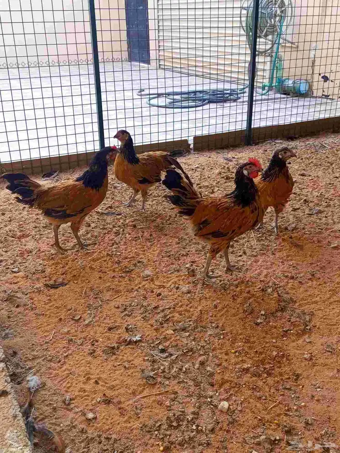 دجاج الفور يورك الألماني 0