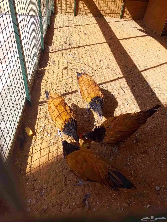 دجاج الفور يورك الألماني 2