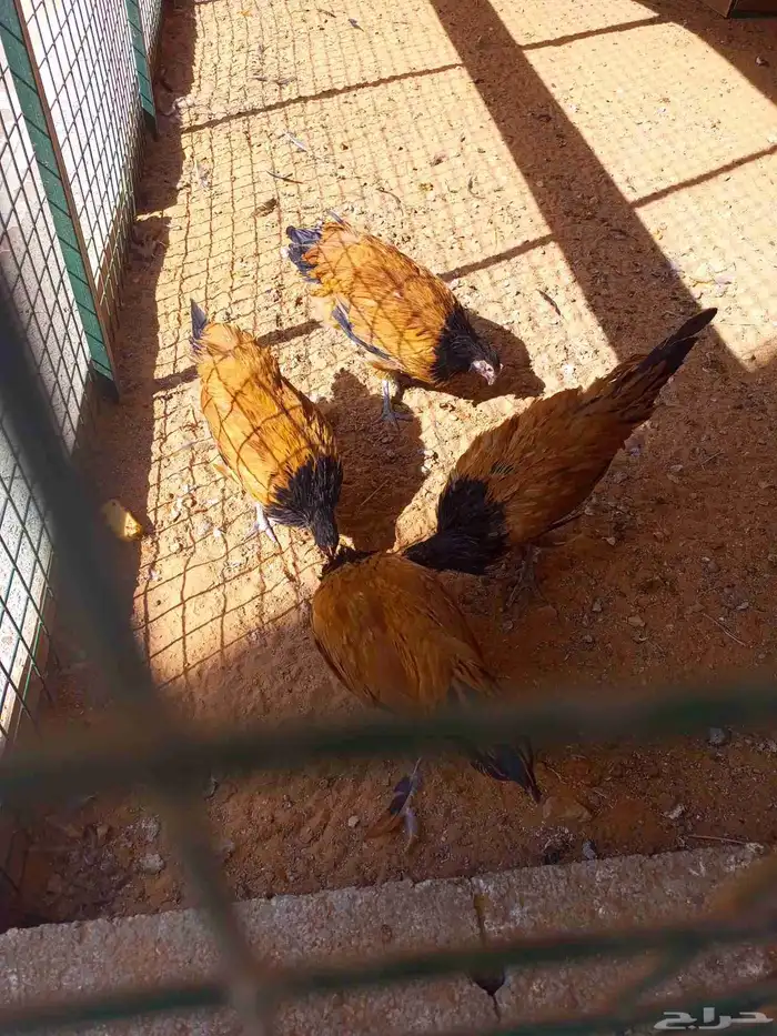 دجاج الفور يورك الألماني 1