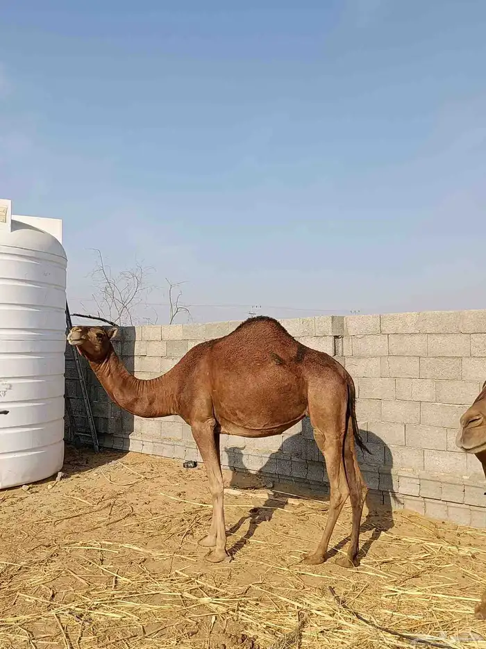 بكار سواحل دهم الموقع ناوان شرق المضيلف 6