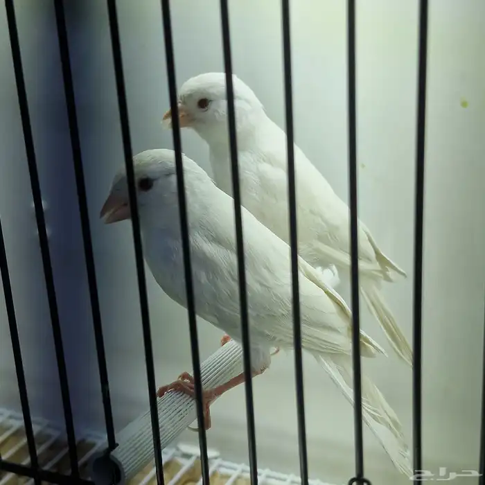 كناري وايت سنتايت عيون حمر 1