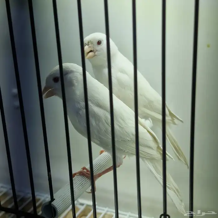 كناري وايت سنتايت عيون حمر 2