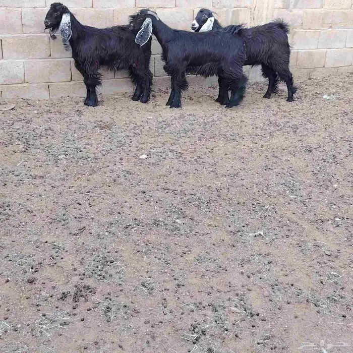 جفار عوارض العدد 3 عمارهن حول 7 شهر سليمات من جميع العذاريب 2