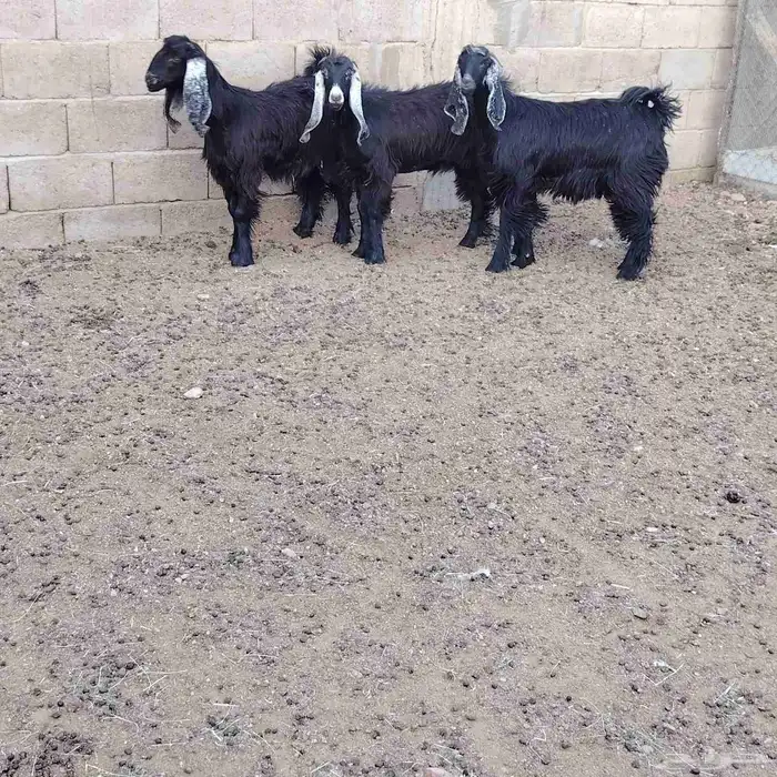 جفار عوارض العدد 3 عمارهن حول 7 شهر سليمات من جميع العذاريب 1