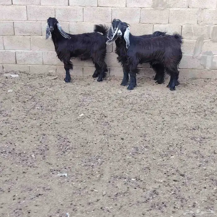 جفار عوارض العدد 3 عمارهن حول 7 شهر سليمات من جميع العذاريب 3