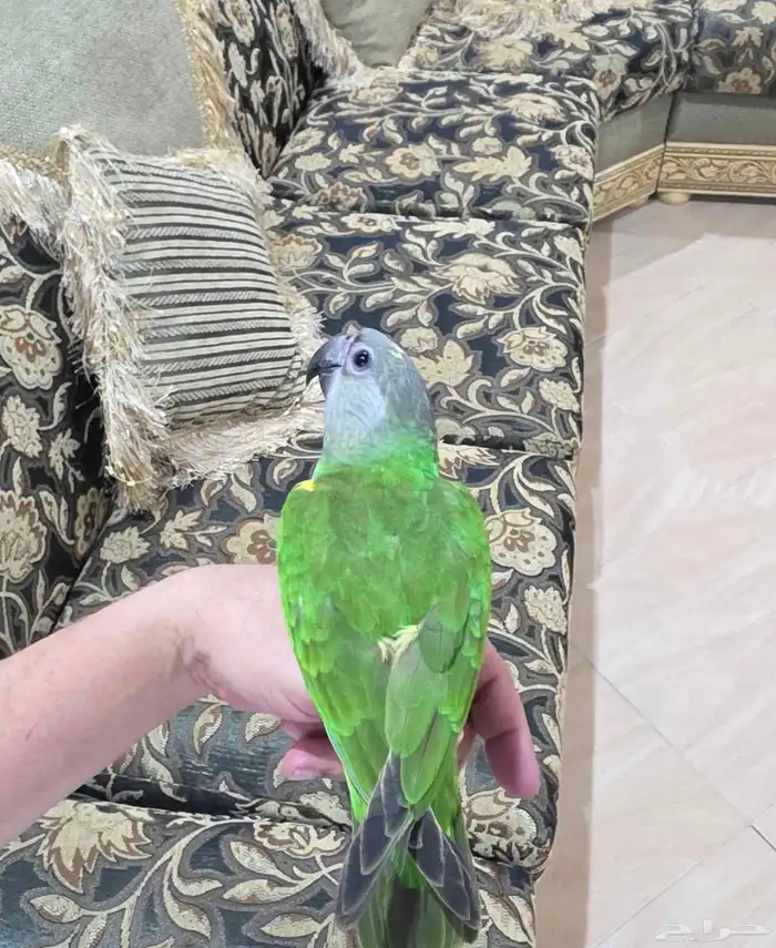 يويو السنغالي 2