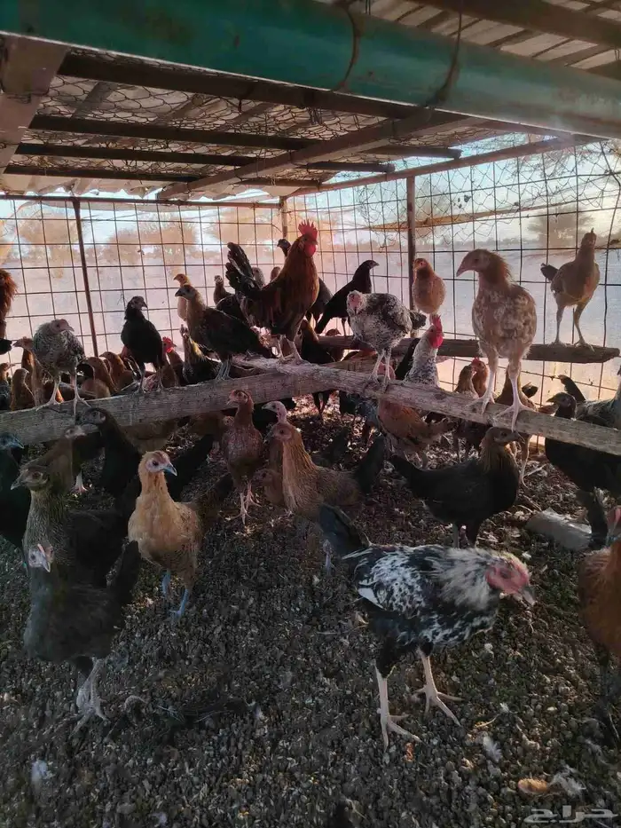 دجاج بلدي العمر خمس شهور ونص ما عليه سوم العدد 160 حبه ال 1