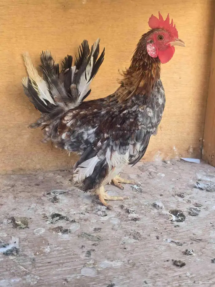 دجاج سينى ديك 0