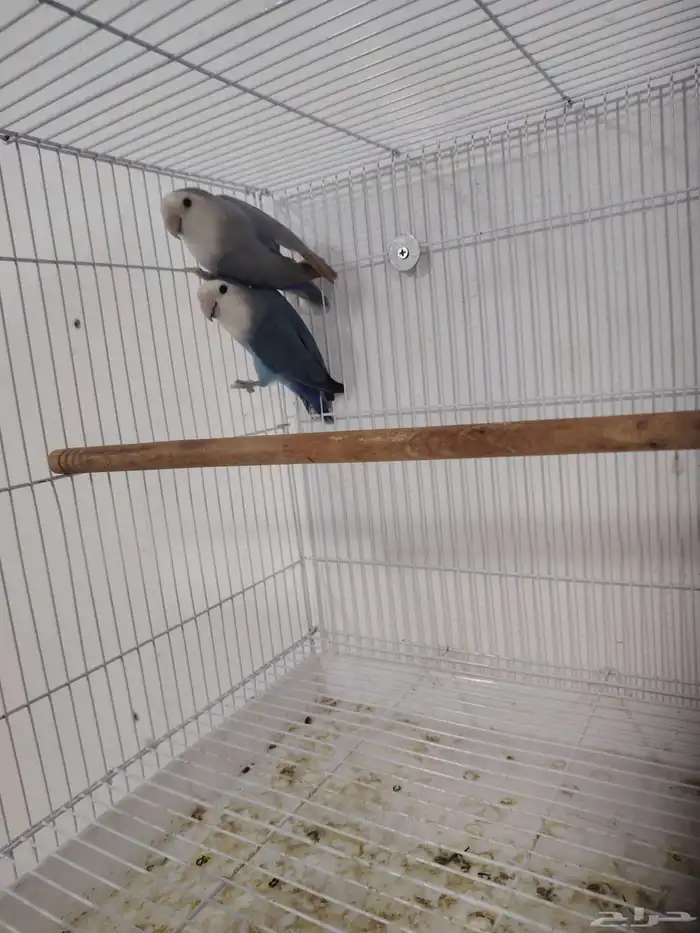 جوز روز منتج 0