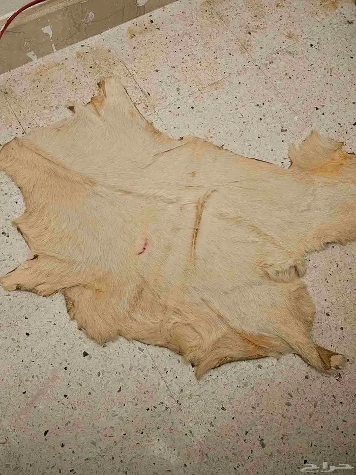 فروة ماعز 1