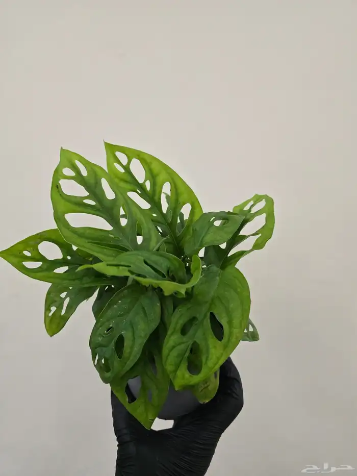 نباتات طبيعية منزلية 2