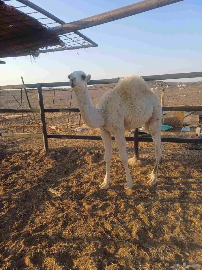 قعود لباني للبيع 0