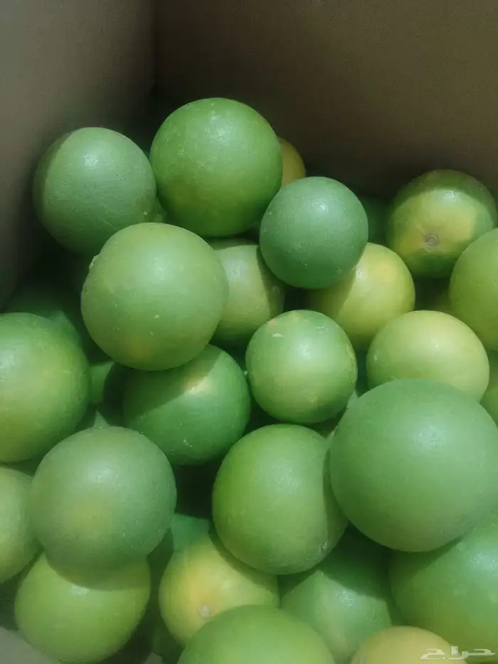 برتقال ويوسفي وليمون من المزرعة الكليو ب10 1