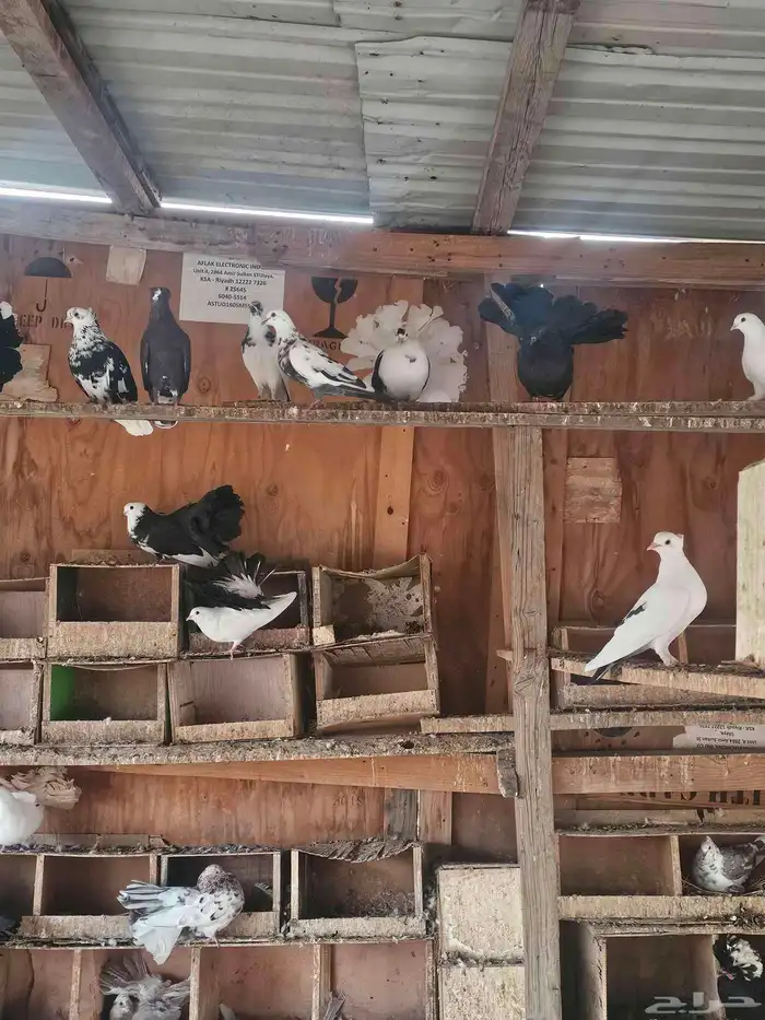 حمام شمسي للبيع جملة 3