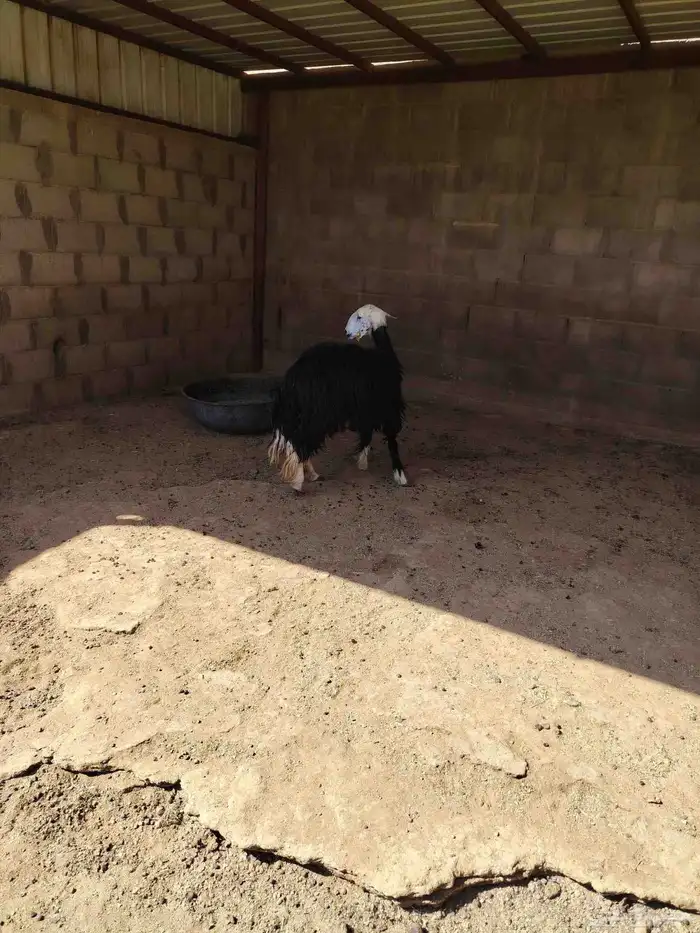 نجديه ثنيه دافع شرط فحص سونار 0