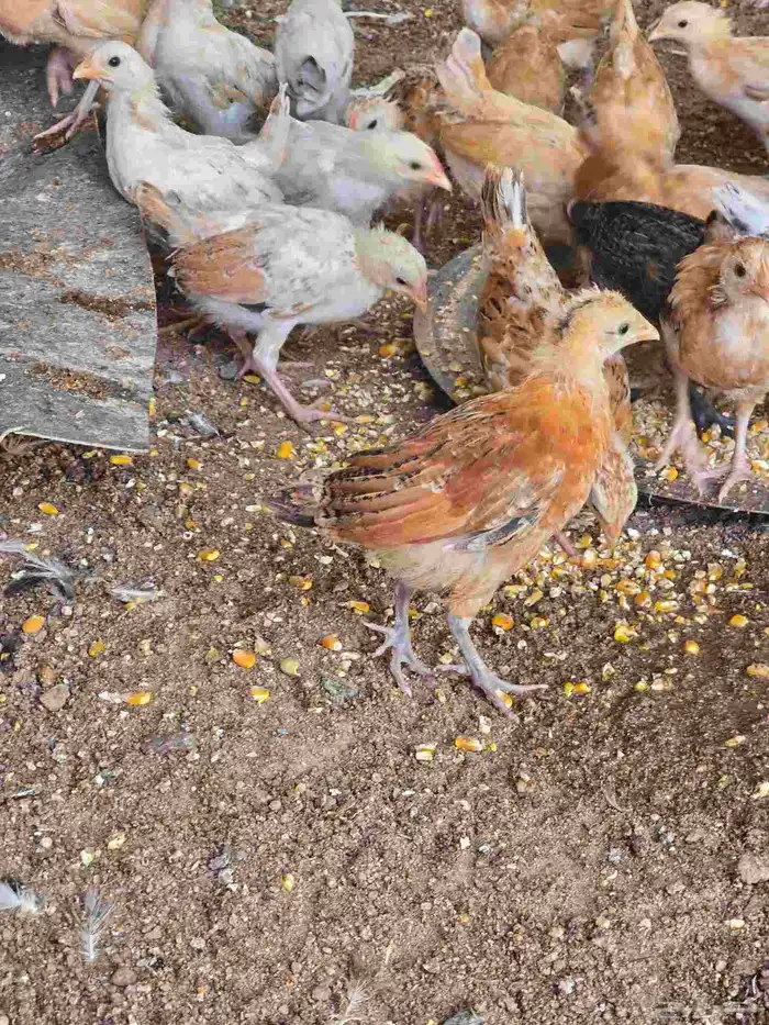 صيصان دجاج بلدي 3