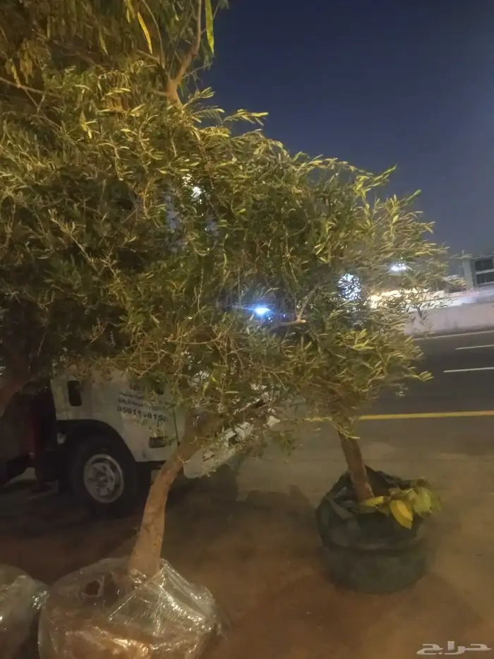 مشاتل الدمام للسعر الجمله 4