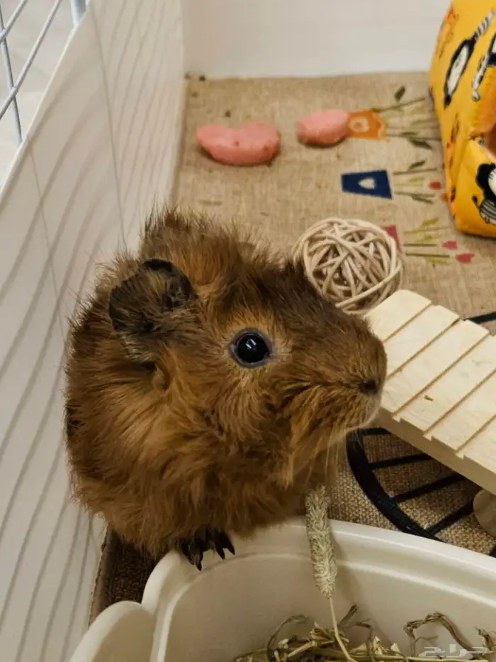 وبر غيني للبيع 0