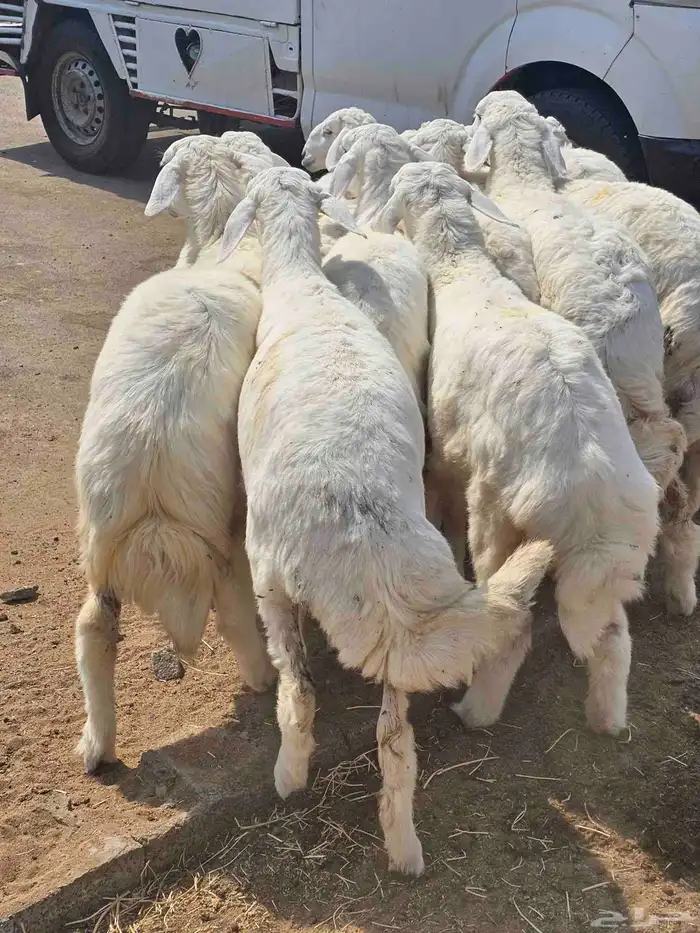 حري وسواكني ثلاجة ومناسبات 2