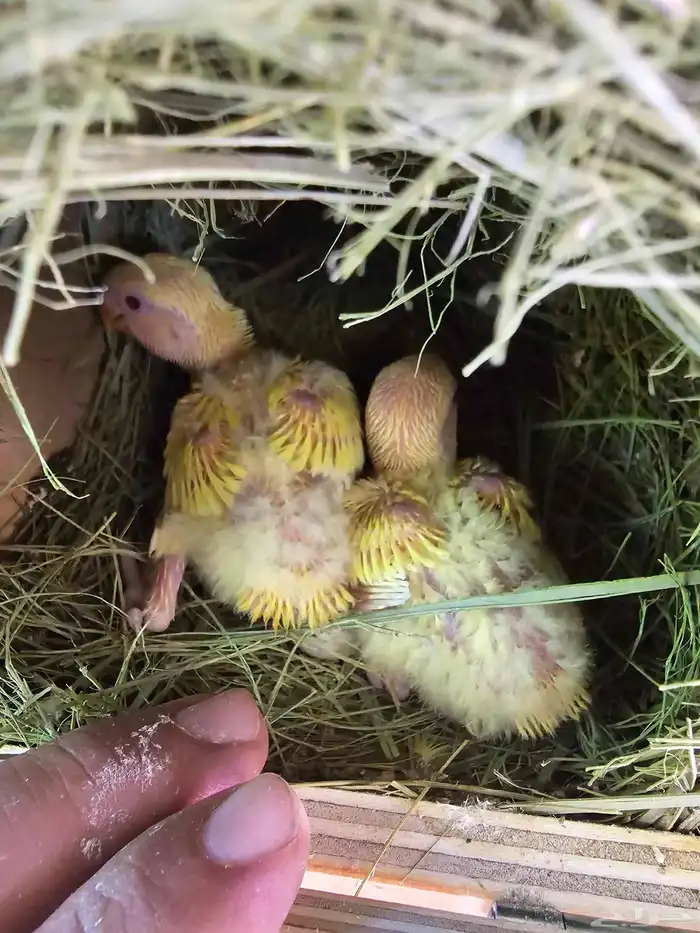 فروخ غر أونج أوبلاين وفواتح 0