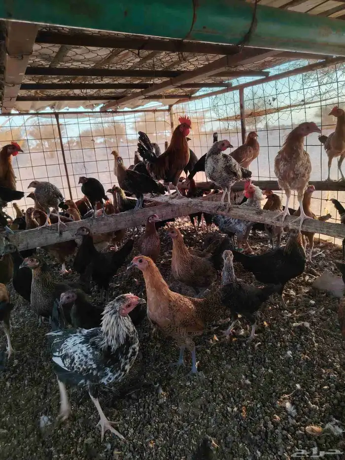 دجاج بلدي العمر خمس شهور ونص ما عليه سوم العدد 160 حبه ال 3