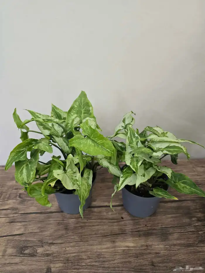 نباتات طبيعية منزلية 1