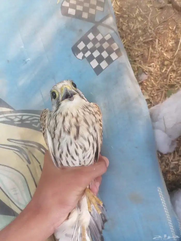 جوز باشق مع انثاء مع باز للبيع لتدريب سعر على سوم التواصل خا 2