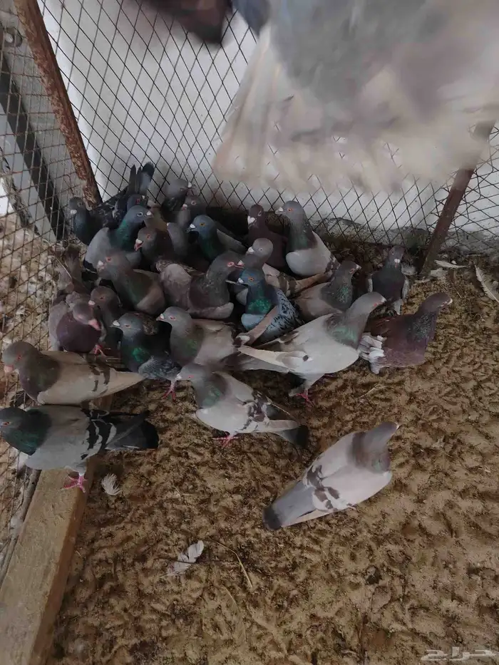 حمام لاحم منتج 1