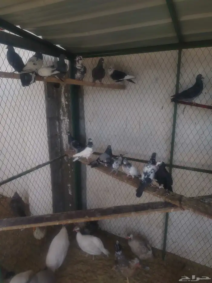 حمام مشكل كبار وفروخ 5