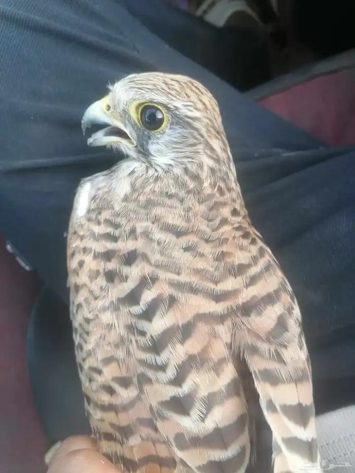 جوز باشق مع انثاء شبوط 4