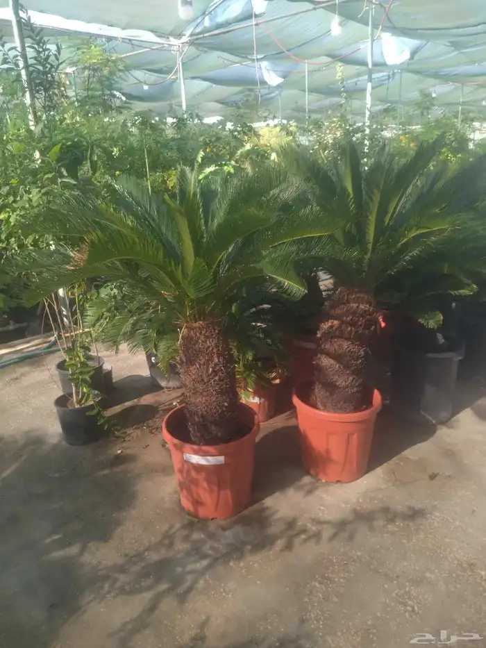 مشاتل الدمام للسعر الجمله 5