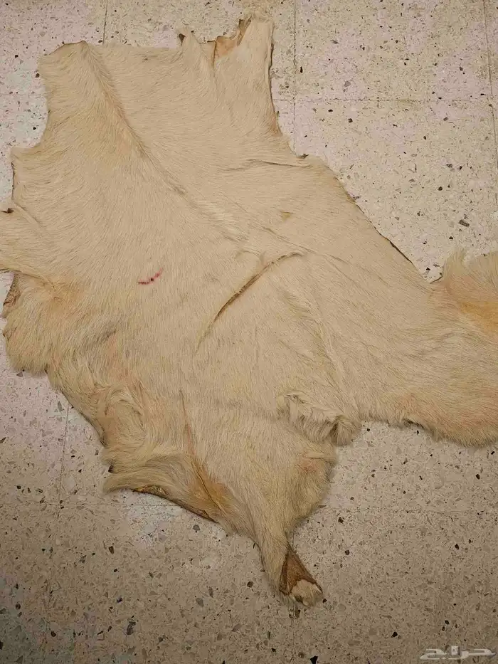 فروة ماعز 0