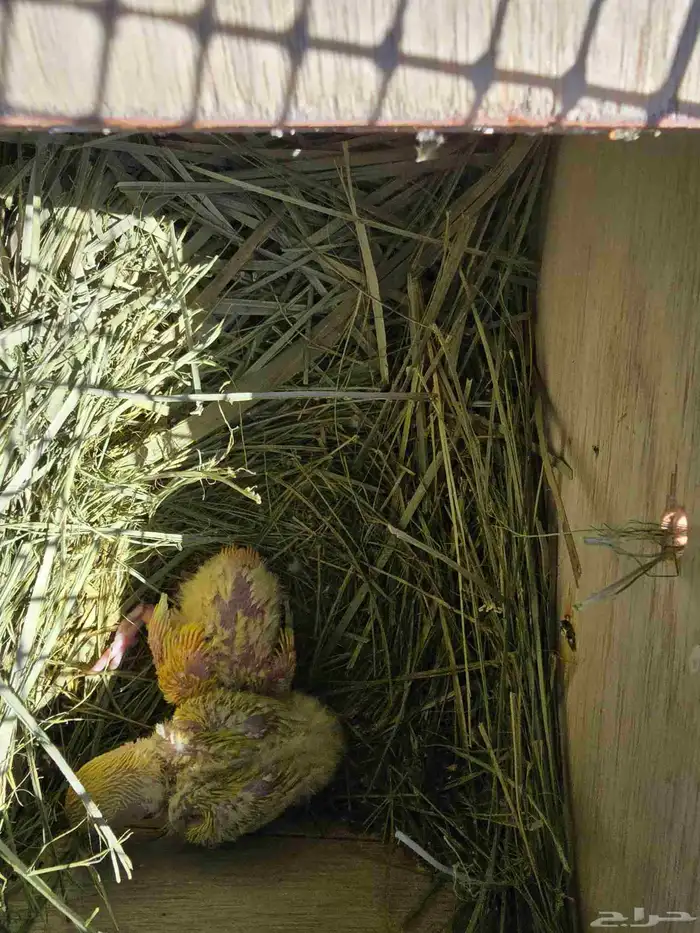 فروخ غر أونج أوبلاين وفواتح 1