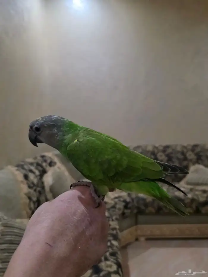 يويو السنغالي 3