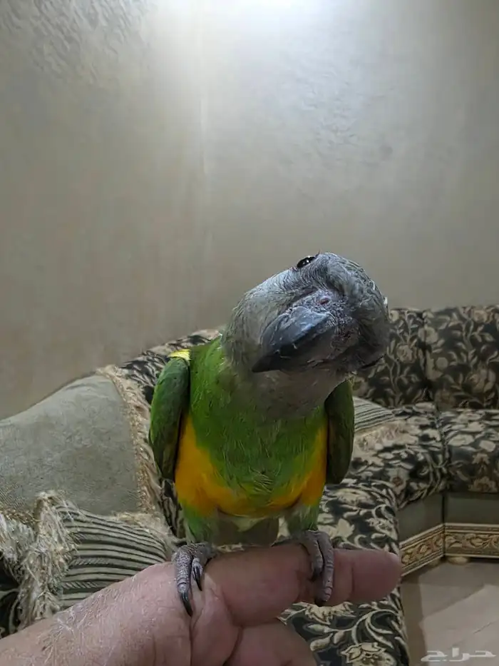 يويو السنغالي 0