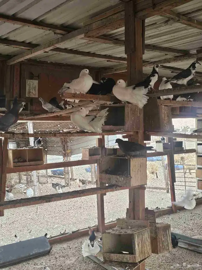 حمام شمسي للبيع جملة 9