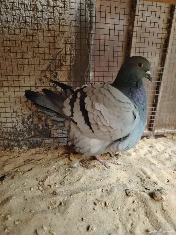 للبيع جوز فرش 2