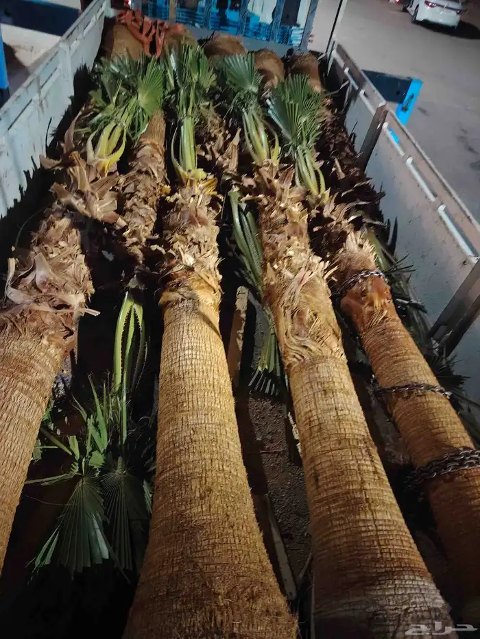 يوجد لدينا جميع انواع الأشجار 5