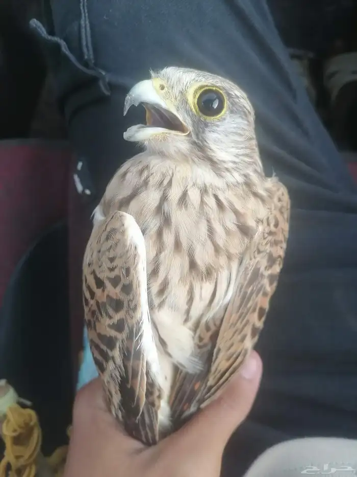 جوز باشق مع انثاء شبوط 3