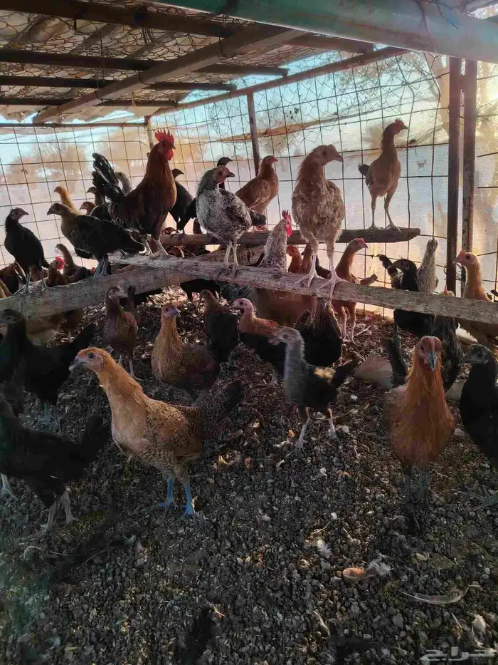 دجاج بلدي العمر خمس شهور ونص ما عليه سوم العدد 160 حبه ال 0