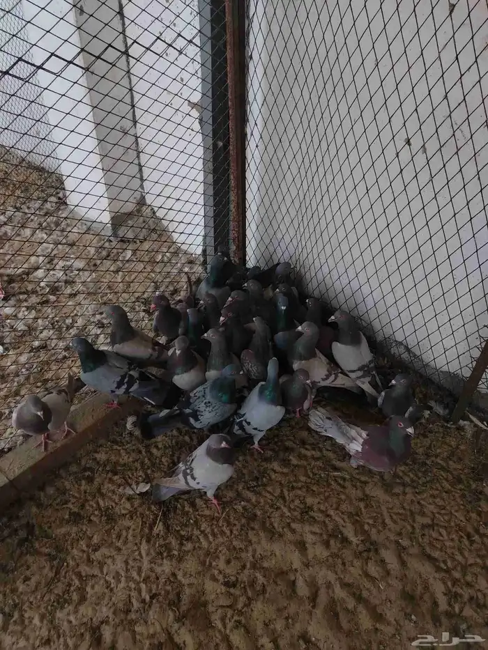 حمام لاحم منتج 3